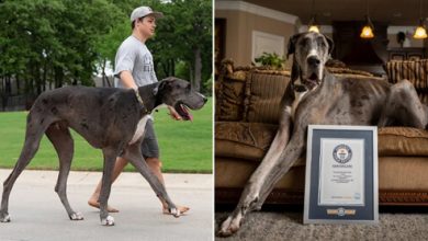 Фото - Дог по кличке Зевс официально признан самой высокой собакой в мире