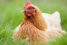 Фото - Как производится мясо курицы и почему оно становится дороже говядины?
