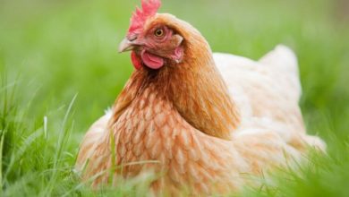 Фото - Как производится мясо курицы и почему оно становится дороже говядины?