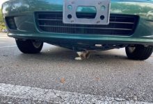 Фото - Кошка застряла в автомобиле, но была извлечена полицейскими