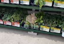 Фото - Кролик пришёл в торговый центр, чтобы пообедать