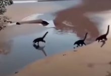 Фото - Крошечные динозавры, бегающие по пляжу, оказались забавной иллюзией
