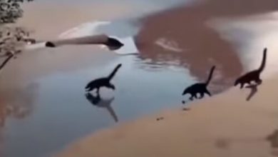 Фото - Крошечные динозавры, бегающие по пляжу, оказались забавной иллюзией