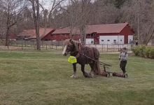 Фото - Лошади, живущие в зоопарке, научились косить траву