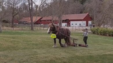 Фото - Лошади, живущие в зоопарке, научились косить траву