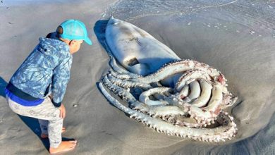 Фото - На пляж выбросило раненого гигантского кальмара