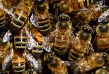 Фото - Покупатели не могут отвариваться в круглосуточном магазине из-за пчёл