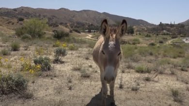 Фото - Полицейские ищут злодея, застрелившего дикого ослика из лука