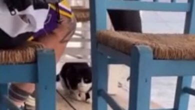 Фото - Посетитель ресторана, столкнувший котёнка в море, был арестован