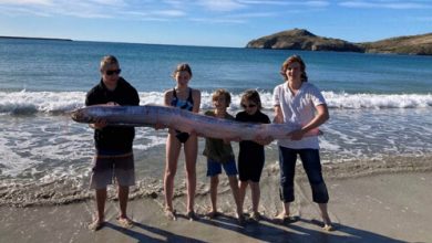 Фото - Придя на пляж, люди нашли редкую рыбу с длинным телом