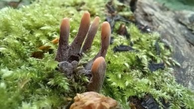 Фото - Прогуливаясь по лесу, мужчина наткнулся на гриб, похожий на пальцы мертвеца