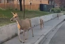 Фото - Самка оленя прогулялась по городу в сопровождении двух детёнышей