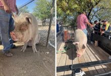 Фото - Строители на тракторе загнали сбежавшую свинью в ловушку