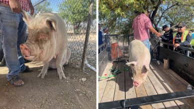Фото - Строители на тракторе загнали сбежавшую свинью в ловушку