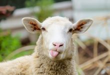 Фото - Злодея, домогавшегося овец и коз на школьной ферме, удалось арестовать