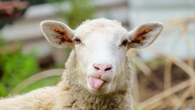 Фото - Злодея, домогавшегося овец и коз на школьной ферме, удалось арестовать
