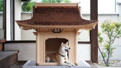 Фото - Эксклюзивный собачий домик представляет собой миниатюрный японский дворец
