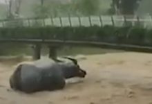 Фото - Из-за дождей скульптуры в виде буйволов отправились в плавание
