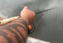 Фото - Юный рыбак пострадал от сома, проткнувшего его грудь