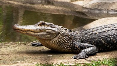 Фото - Крокодил, напавший на подростка, получил от жертвы кулаком в лоб