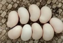 Фото - Курица начала откладывать яйца, похожие на орехи кешью