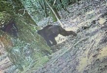 Фото - Люди спорят по поводу сфотографированного в лесу существа, называя его то бигфутом, то медведем