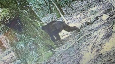 Фото - Люди спорят по поводу сфотографированного в лесу существа, называя его то бигфутом, то медведем