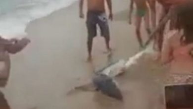 Фото - Отдыхавшие на пляже люди вытащили из воды акулу, чтобы поиздеваться над ней