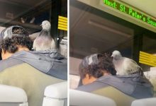 Фото - Пассажир трамвая перевозил в своём капюшоне голубя