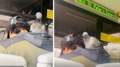 Фото - Пассажир трамвая перевозил в своём капюшоне голубя