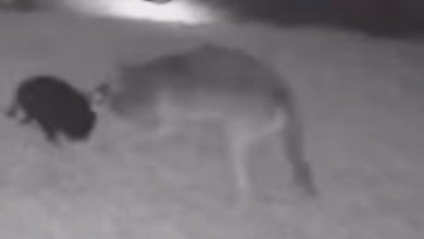 Фото - После того, как на собаку напал койот, хозяева призывают власти решить проблему засилья диких животных