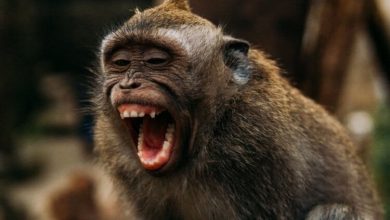 Фото - Правда ли, что оспа обезьян передалась людям уже в 2017 году
