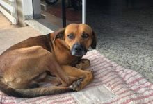 Фото - Собака четыре месяца поджидала возле больницы своего скончавшегося хозяина