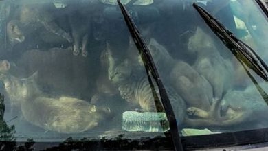 Фото - Сорок семь кошек, живших в машине и страдавших от жары, были спасены