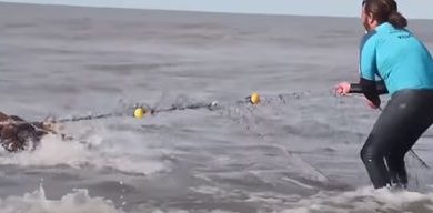 Фото - Спасатели помогают морским львам избавиться от рыболовных сетей и различного мусора
