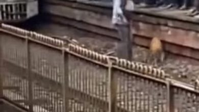 Фото - Добряк спустился на железнодорожные рельсы, чтобы спасти собаку