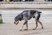 Фото - Японские ученые доказали способность собак плакать от счастья