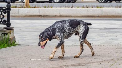 Фото - Японские ученые доказали способность собак плакать от счастья