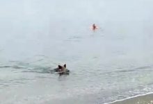 Фото - Кабан выплыл из моря на пляж, напугал отдыхающих и скрылся