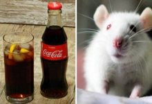 Фото - Кока-кола сделала мышей глупее. А как она влияет на людей?