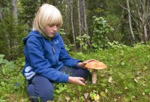 Фото - Педиатр предупредила, с какого возраста ребенку можно есть грибы