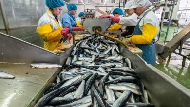 Фото - Росрыболовство допустило отсутствие улова сайры в этом году