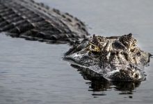 Фото - Старушка, занимавшаяся садоводством, свалилась в водоём и была убита аллигатором