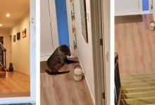 Фото - Тюлень без спроса пришёл в дом и напугал кошку