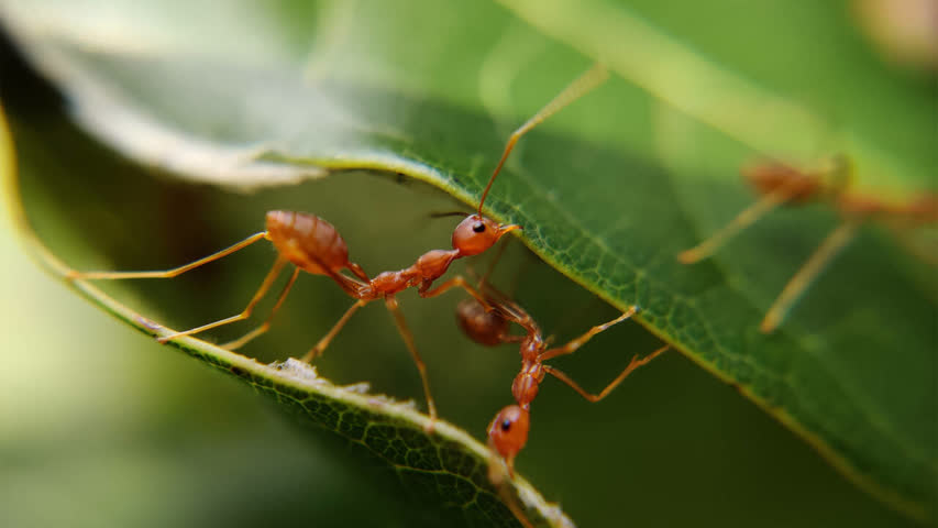 Фото - Ученые обучили муравьев с помощью робота