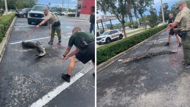 Фото - Аллигатора, шлявшегося возле ресторана, поймали и связали скотчем