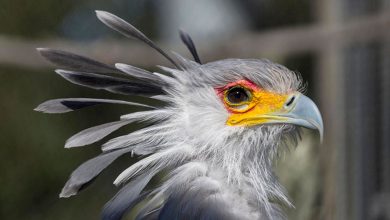 Фото - Биологи: благодаря экономии глюкозы птицы имеют больше нейронов, чем млекопитающие