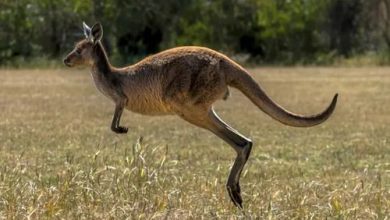 Фото - Дикий кенгуру, из которого сделали домашнего питомца, напал на хозяина и убил его