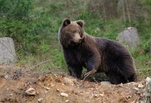 Фото - Медведица с медвежатами напугала жителей Челябинской области