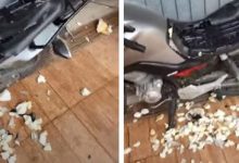 Фото - Питбуль добрался до хозяйского мотоцикла и уничтожил сиденье